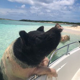Feed the pigs
